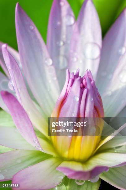 water drop on water lily - tangerang stock pictures, royalty-free photos & images