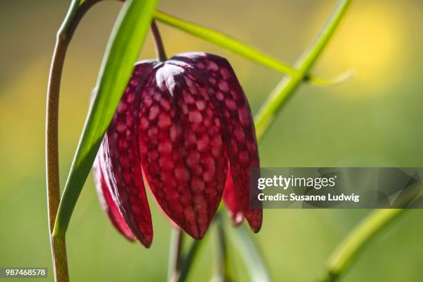 checkmate - check mate stock pictures, royalty-free photos & images