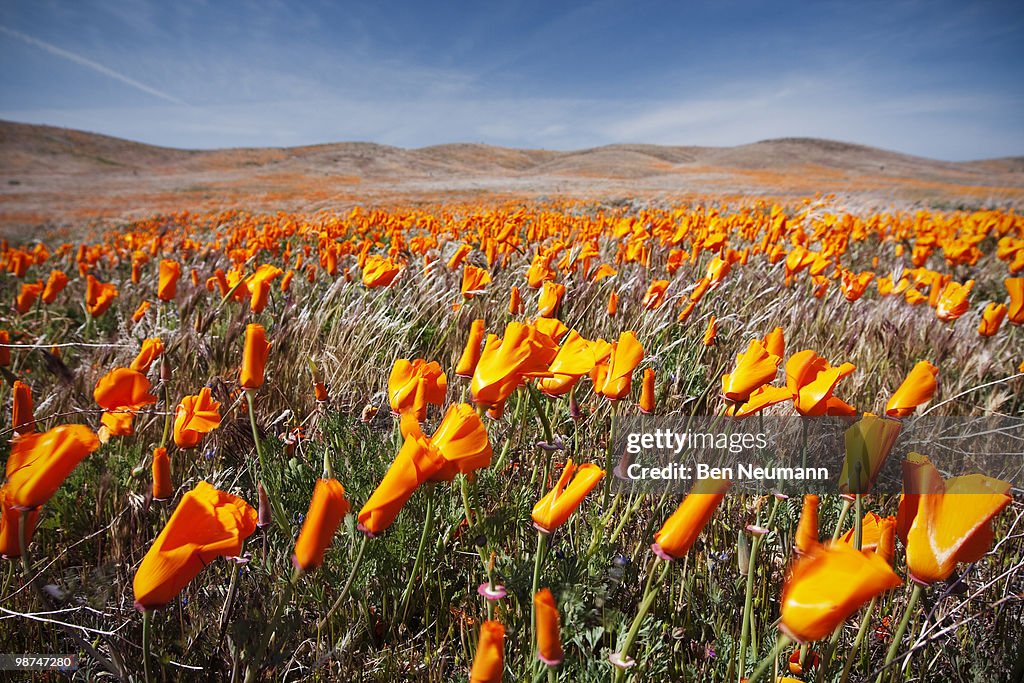 California Poppies