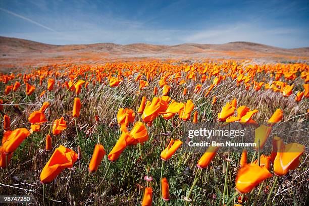 california poppies - antelope valley poppy reserve stock pictures, royalty-free photos & images