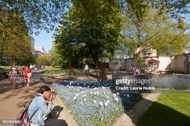 woman photographing flowers in victoria embankment gardens, london, england - ヴィクトリア・エンバンクメント・ガーデンズ ストックフォトと画像