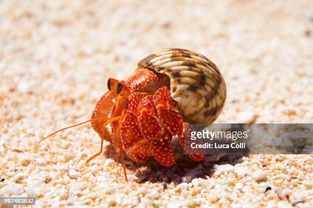 tikehau hermit crab - hermit crab stockfoto's en -beelden