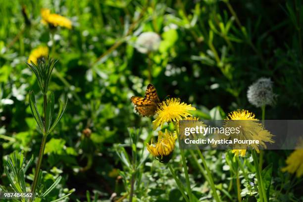 papillon - papillon stock pictures, royalty-free photos & images