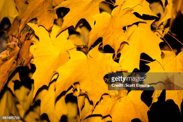 maple leafs in the fall - elmore stock pictures, royalty-free photos & images