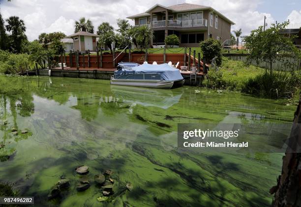 Deepening algae bloom seen at a canal behind houses on the south side of Calooshatchee River in the River Oaks residential area on June 27, 2018.