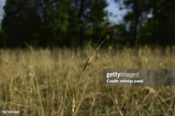 taking the heat - deer corn stock pictures, royalty-free photos & images