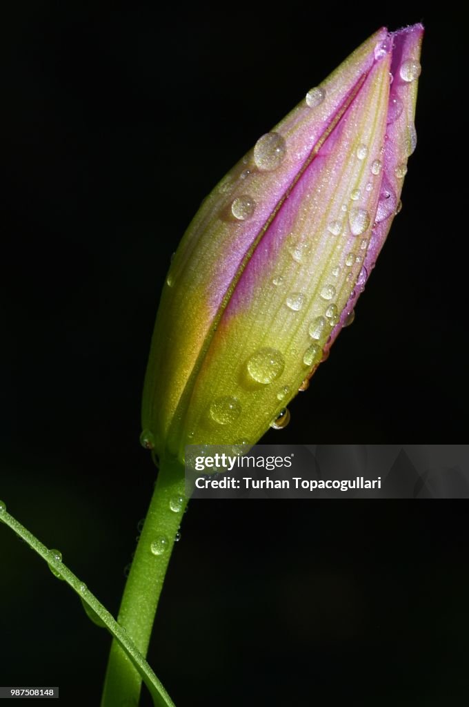Kretan tulip