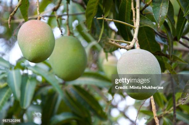 mango - mango leaf stock pictures, royalty-free photos & images