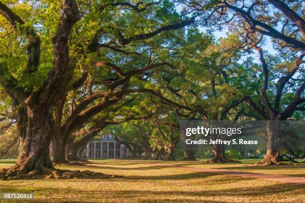 oak alley morning - plantation house stock pictures, royalty-free photos & images