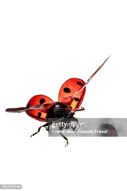 love is in the air - ladybug stockfoto's en -beelden