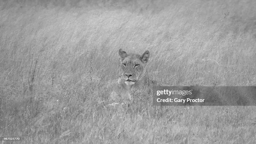 Hiding in the grass