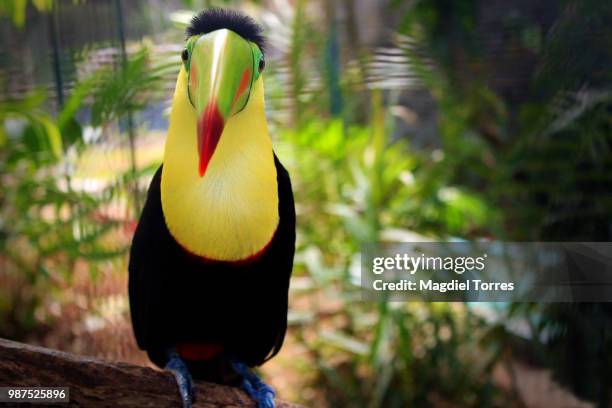 look! a toucan - keel billed toucan stock pictures, royalty-free photos & images