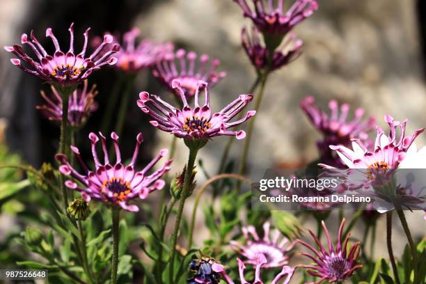 fleurs au printemps dans les jardins de cimiez - printemps stock pictures, royalty-free photos & images