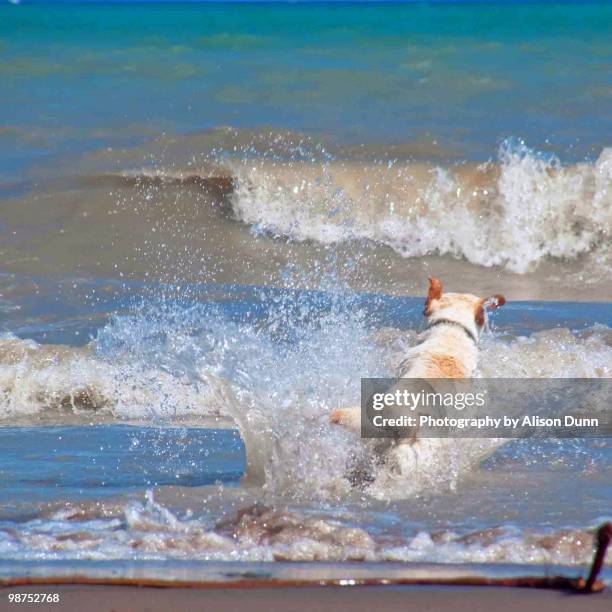 the chase - chase dunn stock pictures, royalty-free photos & images