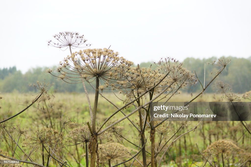 Heracleum