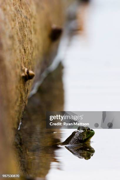 froggy - froggy stock pictures, royalty-free photos & images