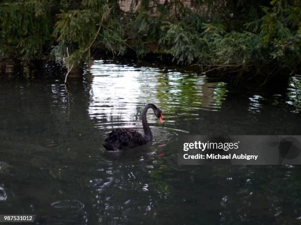 cygne noir - cygne stock-fotos und bilder