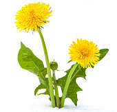 Dandelions on a white background