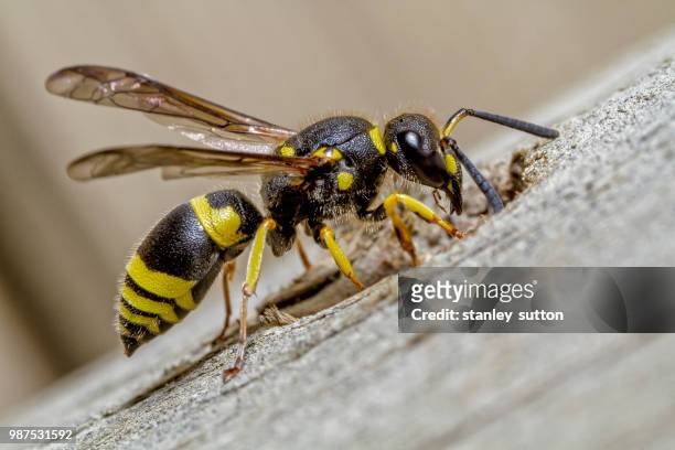 paper wasp - paper wasp 個照片及圖片檔