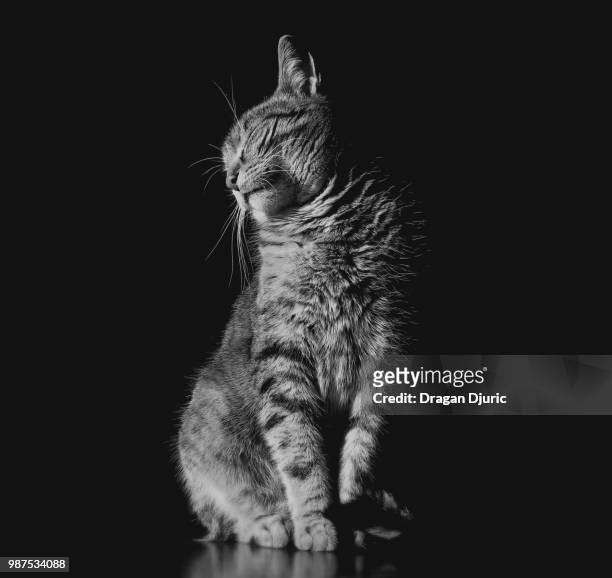 studio shot of a cat. - cat studio shot stock pictures, royalty-free photos & images