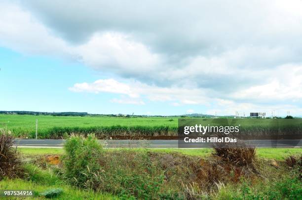 Sugarcane Field Mauritius, Photo