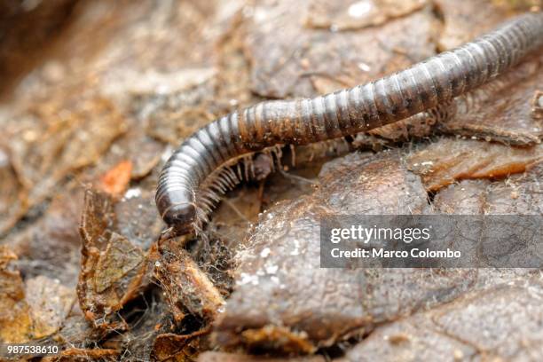 Centipede Wild Photos And Premium High Res Pictures Getty Images Centipede Wild Photos And Premium High Res Pictures Getty Images