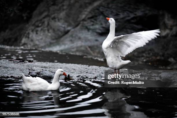 estirando las alas / open wings - alas stockfoto's en -beelden