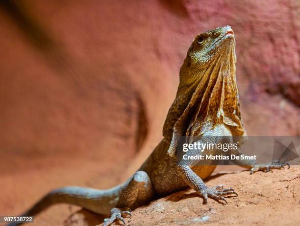 frilled lizard - clamidosaurio de king fotografías e imágenes de stock