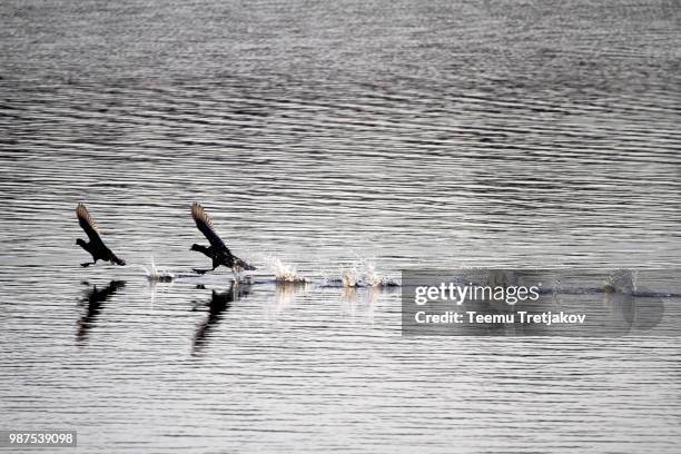 fighting coots - teemu tretjakov stock pictures, royalty-free photos & images