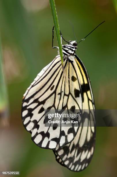 paper kite butterfly - paper kite butterfly stock pictures, royalty-free photos & images