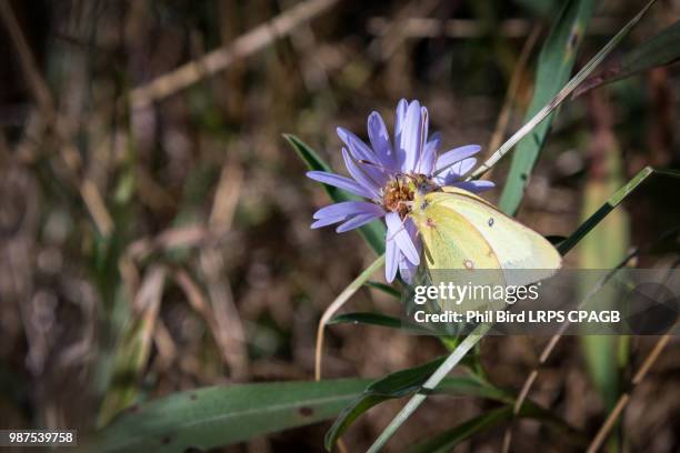 pink-edged sulphur (colias interior) butterfly - edged stock pictures, royalty-free photos & images