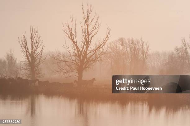 konik horse silhouette @ oostvaardersplassen (holland) - oostvaardersplassen stockfoto's en -beelden