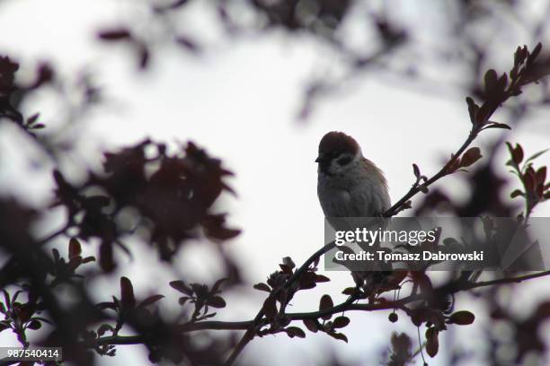 sparrow - dabrowski stock pictures, royalty-free photos & images