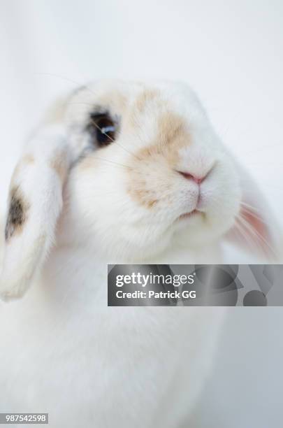 Patrick Rabbit 123 Patrick Rabbitt Stock Photos, High-Res Pictures, and Images - Getty ...