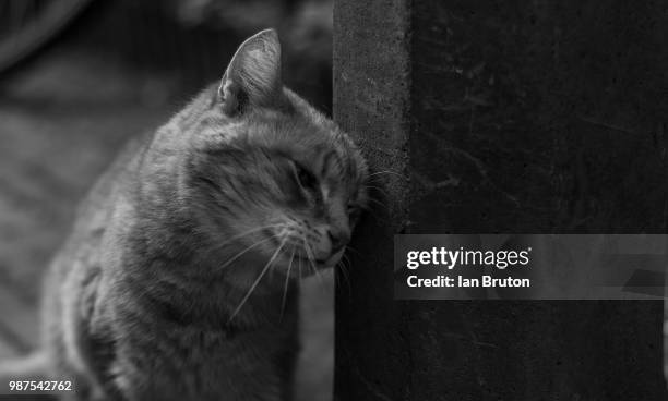 scratching post - scratching post stock pictures, royalty-free photos & images