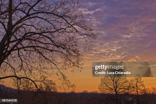 lipica - slovenia - lipica stock-fotos und bilder