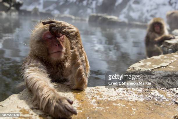 a japanese macaque bathing in a hot spring in nagano, japan. - japanese macaque stock pictures, royalty-free photos & images