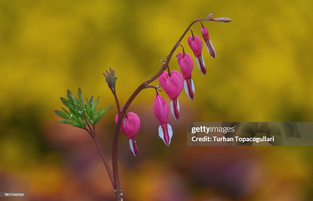 Bleeding Heart