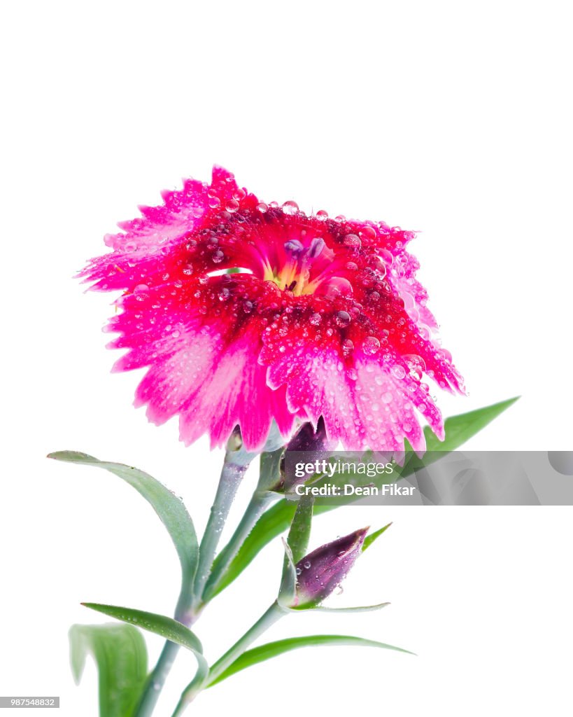 Wet Dianthus Flower
