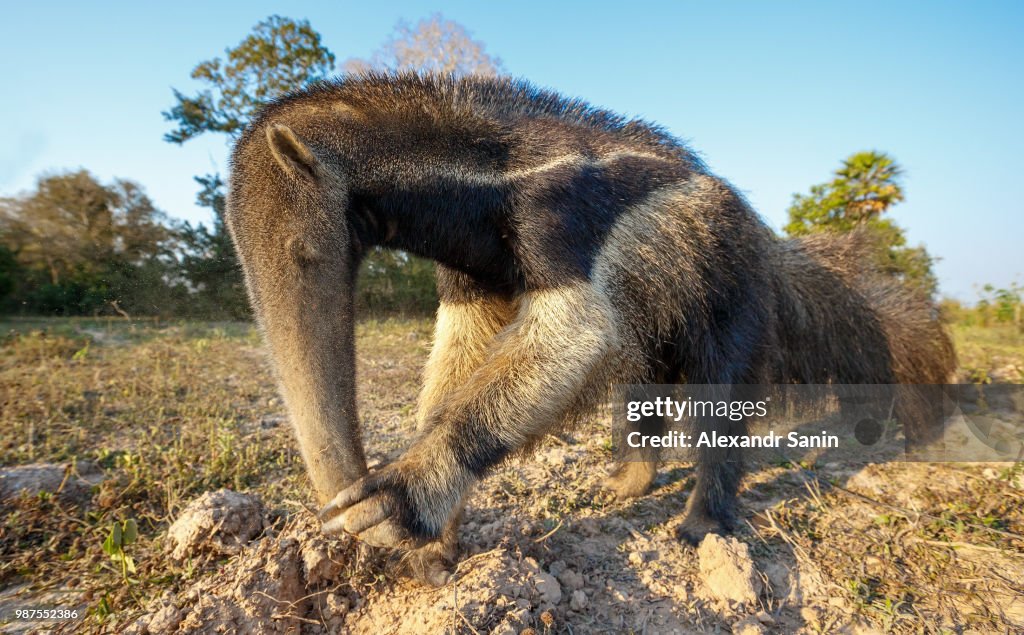 Giant ant eater