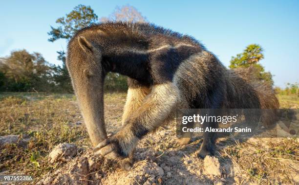 giant ant eater - anteater stock pictures, royalty-free photos & images