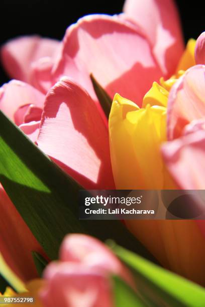 spring - lali stockfoto's en -beelden