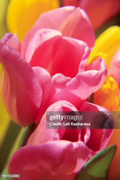 tulips - lali stockfoto's en -beelden