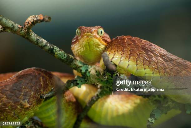 surprised snake - herpetology stock pictures, royalty-free photos & images