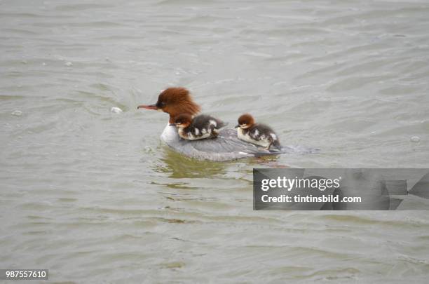 goosander - common merganser bildbanksfoton och bilder