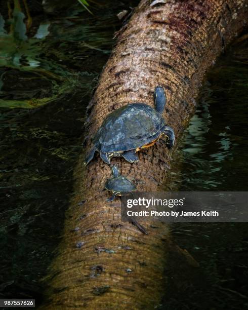 a pair of red bellied turtles, one adult and one baby, climb out of the water onto a fallen palm tree. - boynton beach stock pictures, royalty-free photos & images