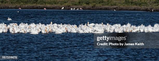 a large group of white pelicans form a floating raft on one of the many lagoons in the merritt island national wildlife refuge. - merritt island national wildlife refuge stockfoto's en -beelden