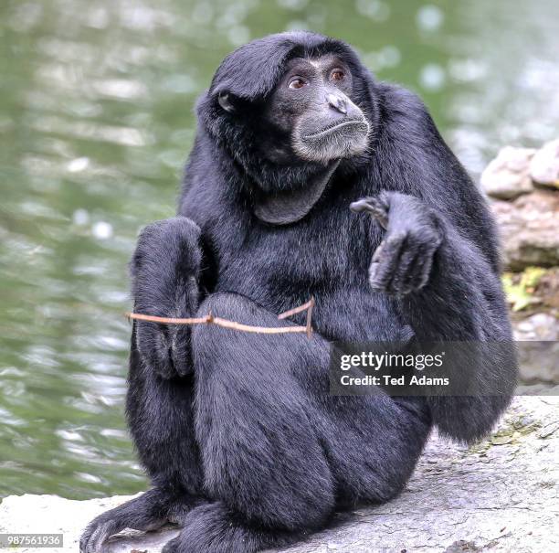 siamang gibbon at the cincinnati zoo - cincinnati zoo stock pictures, royalty-free photos & images