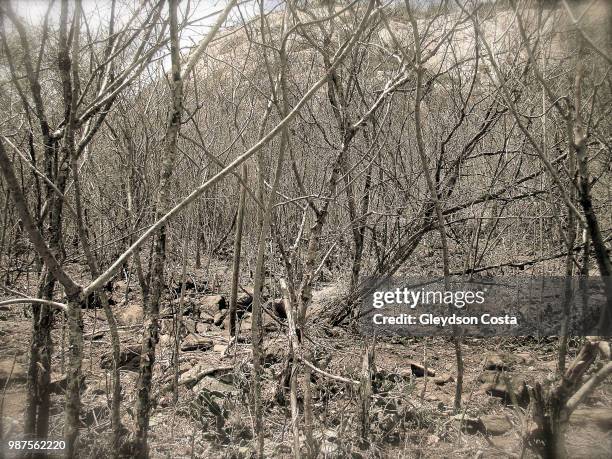 Dry Ridge Forest Dry Forest Photos and Premium High Res Pictures - Getty Images
