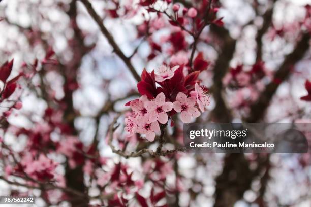 hello spring - maniscalco stock pictures, royalty-free photos & images